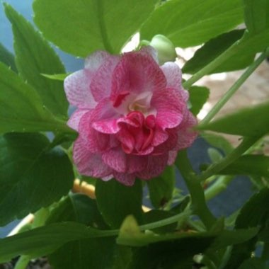 Impatiens Hawkerii 'Sunpatiens'