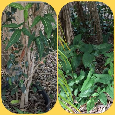 Syngonium podophyllum