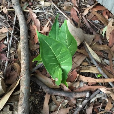Syngonium podophyllum