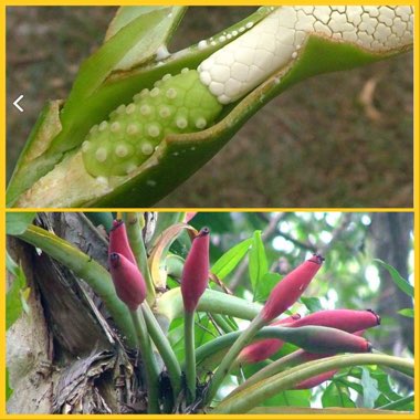 Syngonium podophyllum