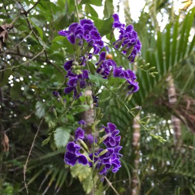 Duranta repens 'Geisha Girl'