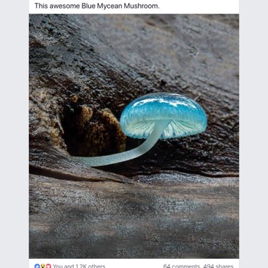 Mycena cyanorrhiza