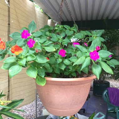 Impatiens Hawkerii 'Sunpatiens'