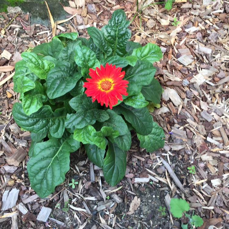 plant image 633696 plant image 633696