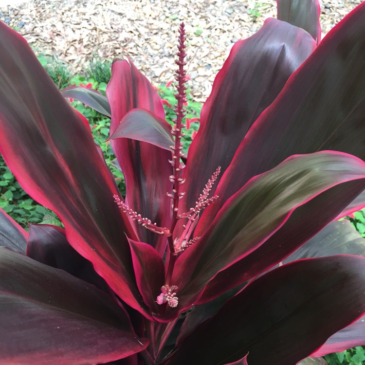 plant image 633929