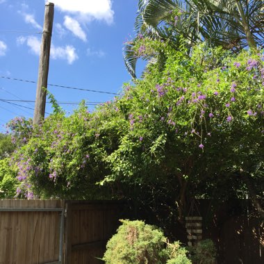 Duranta repens 'Geisha Girl'