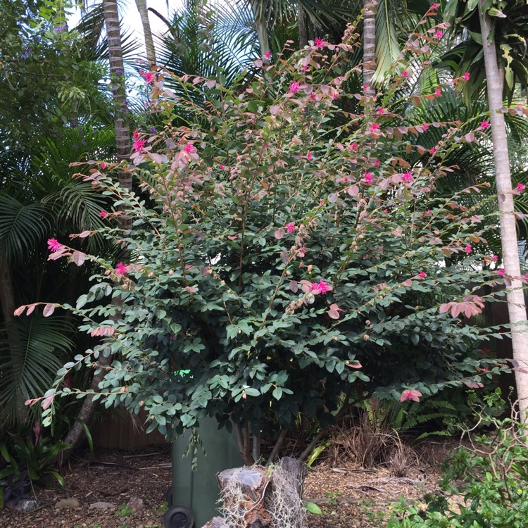 plant image 638108 plant image 638108