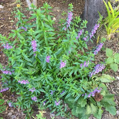 Angelonia Angustifolia