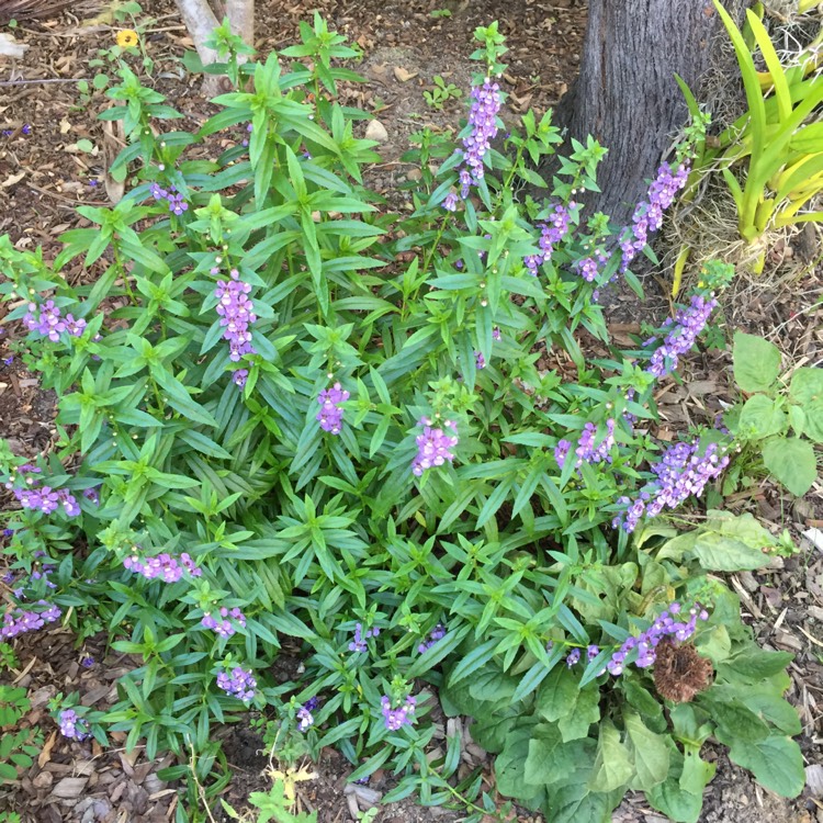 plant image 648999