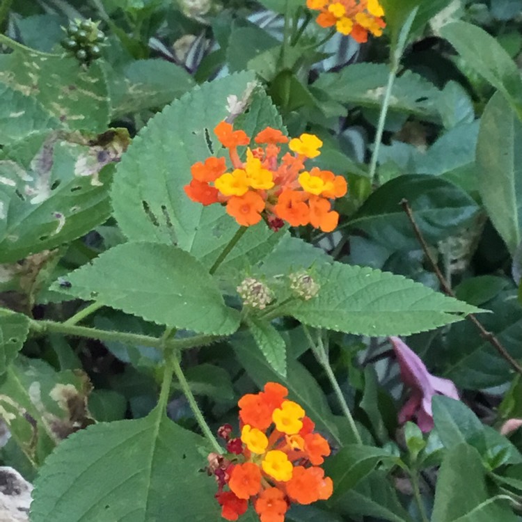 Plant image Lantana camara 'Miss Huff'