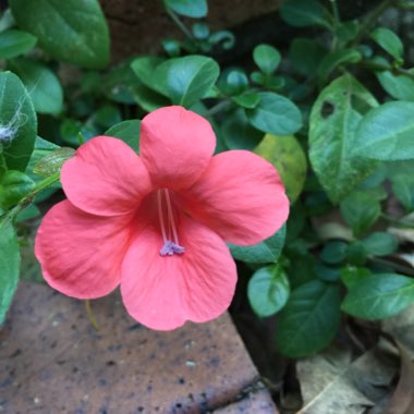 Barleria repens