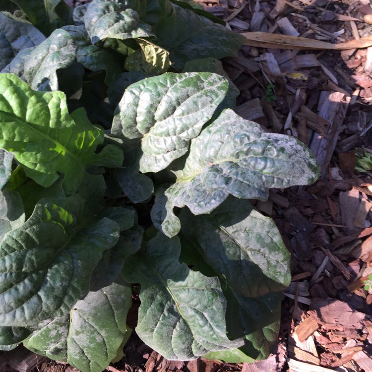plant image 656834 plant image 656834