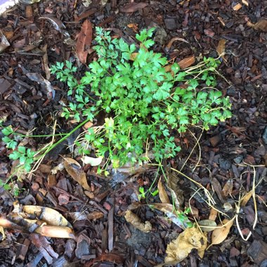 Petroselinum Crispum 'Flat-Leafed'