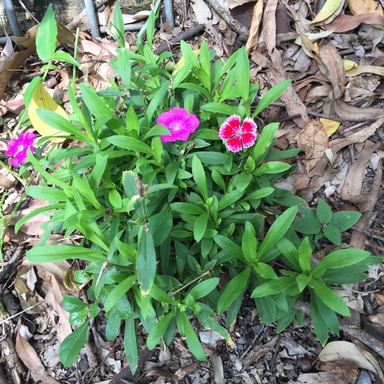 plant image 660293