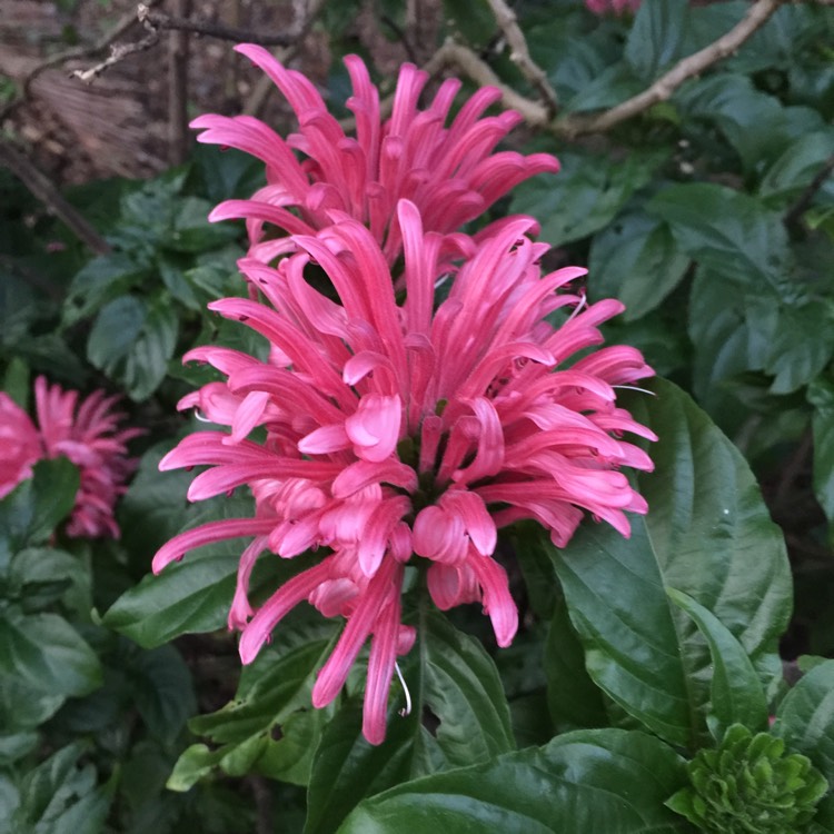 Plant image Justicia carnea