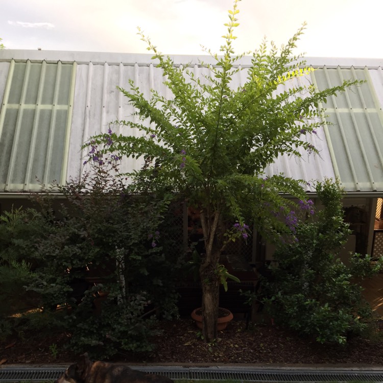 plant image 666145 plant image 666145