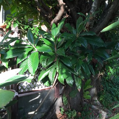 Eriobotrya japonica