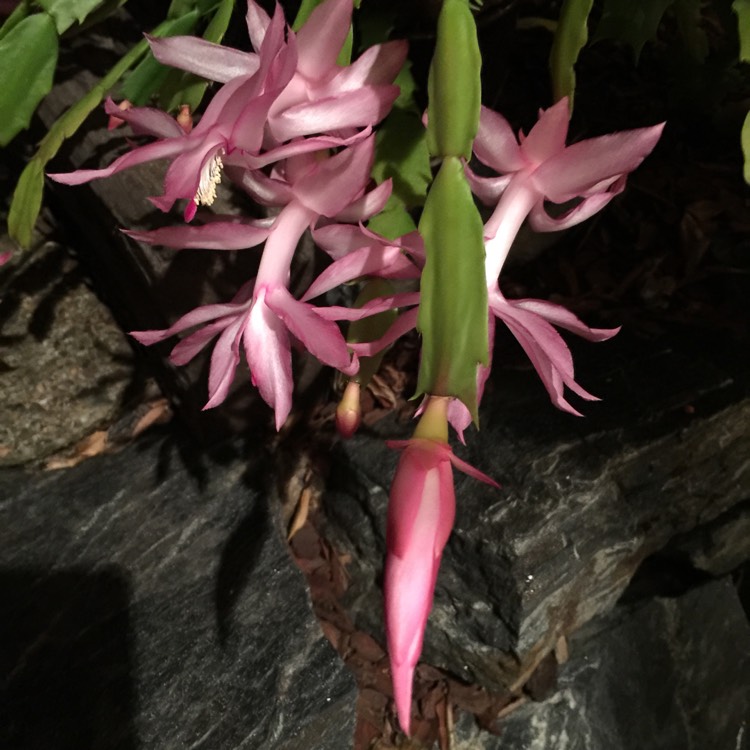 plant image 743810 plant image 743810