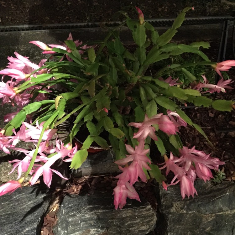 plant image 743970 plant image 743970