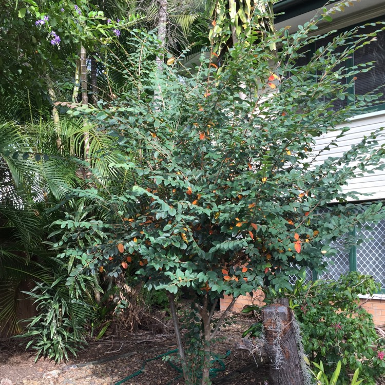 plant image 745380 plant image 745380