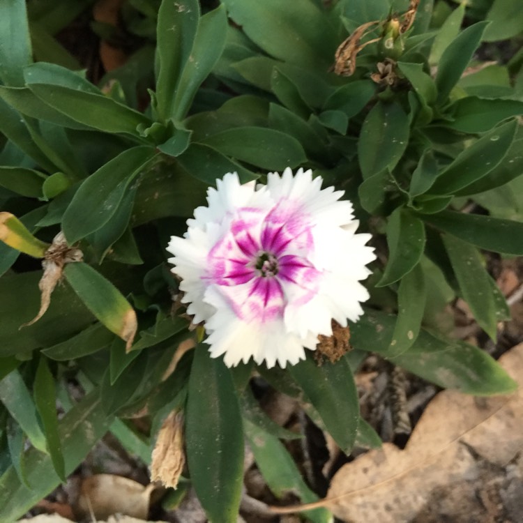 plant image 772019