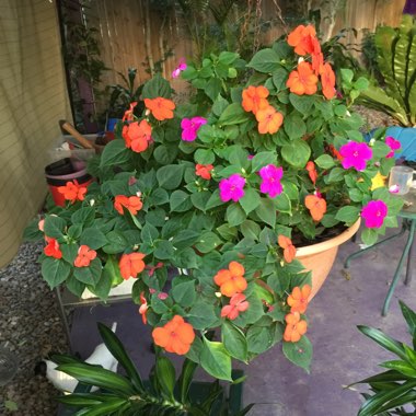 Impatiens walleriana