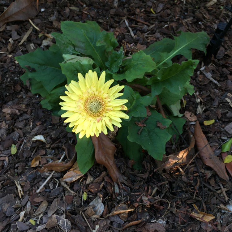 plant image 772034 plant image 772034