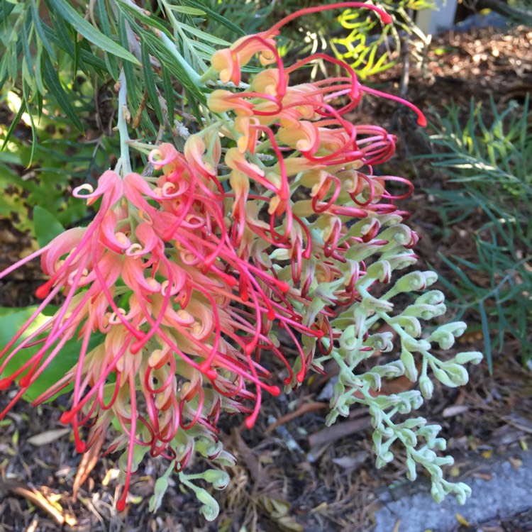 Plant image Grevillea bipinnatifida x banksii 'Ned Kelly' syn. Grevillea Mason's hybrid