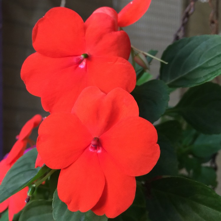 plant image 772804