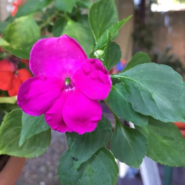 Impatiens walleriana