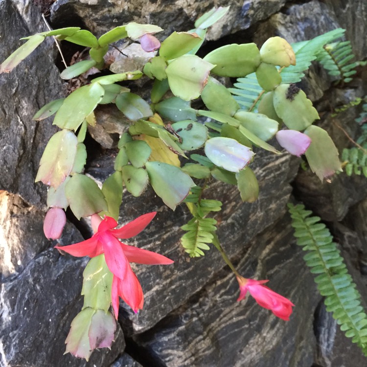 plant image 772809 plant image 772809