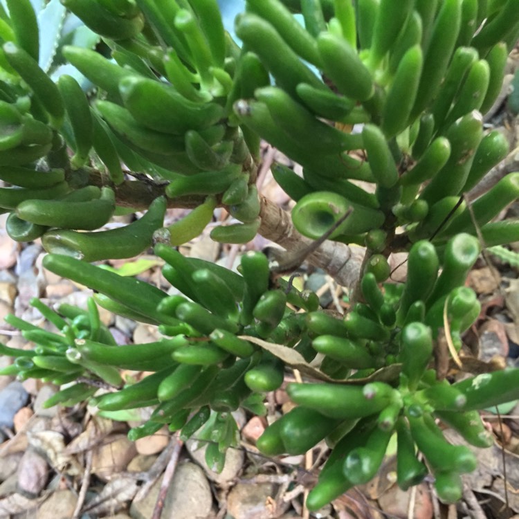 plant image 780652 plant image 780652