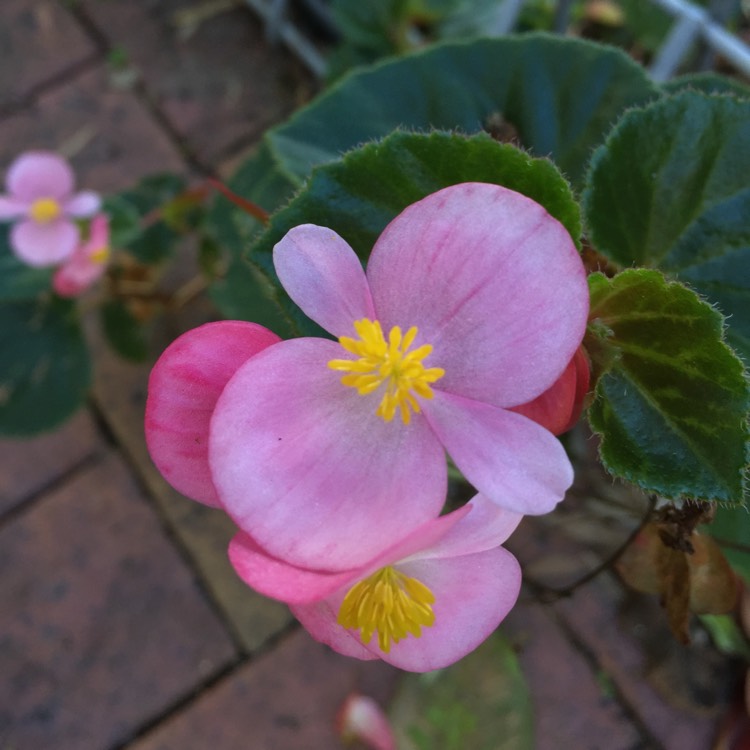 plant image 780732 plant image 780732