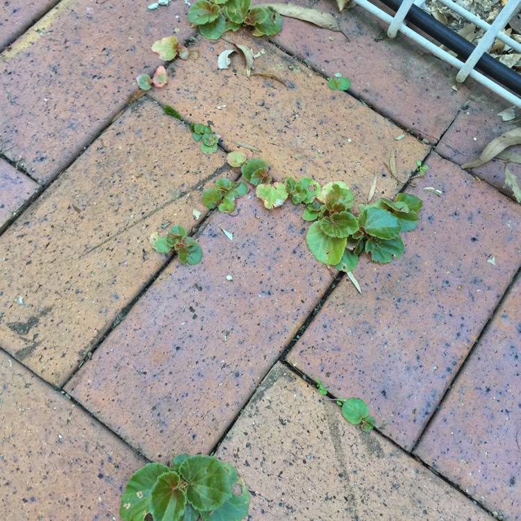 plant image 780734 plant image 780734