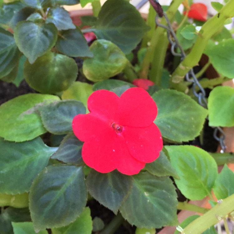 plant image 780924