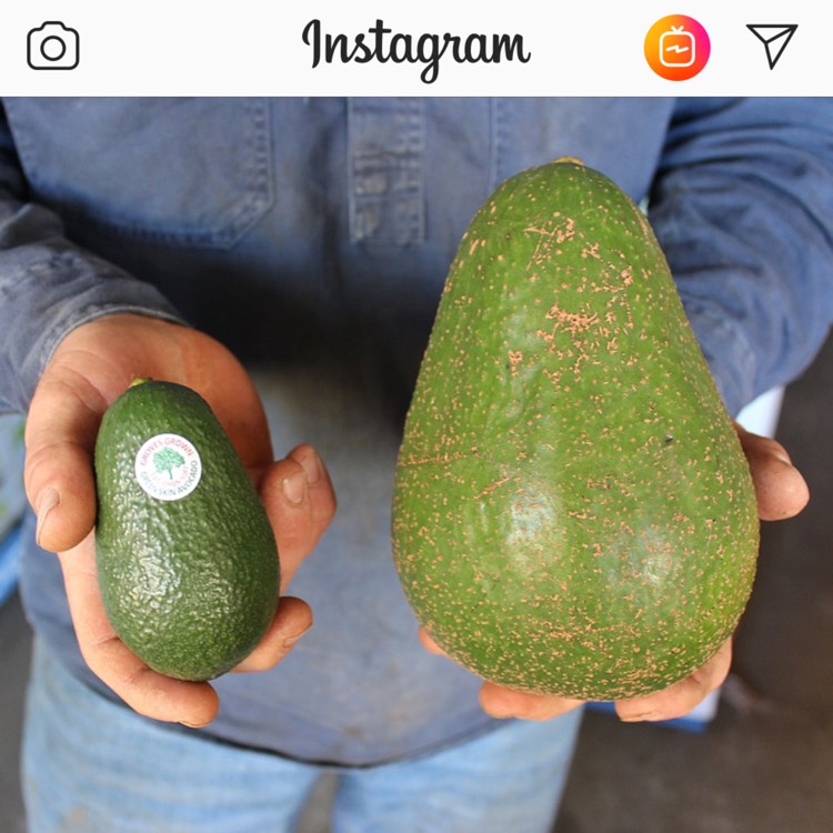 Plant image Persea americana 'Avozilla'
