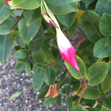 Mandevilla sanderi syn. Dipladenia sanderi