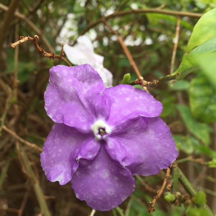 plant image 838231 plant image 838231