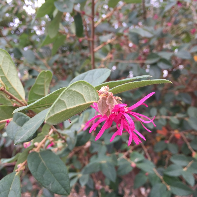 plant image 838236 plant image 838236