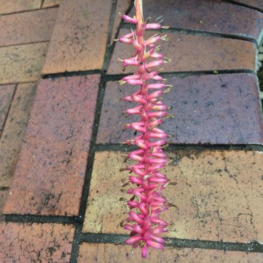 Aechmea gamosepala