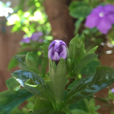 Brunfelsia grandiflora