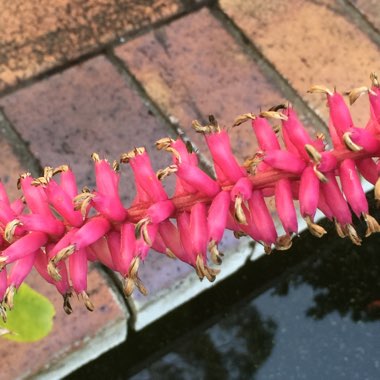 Aechmea gamosepala