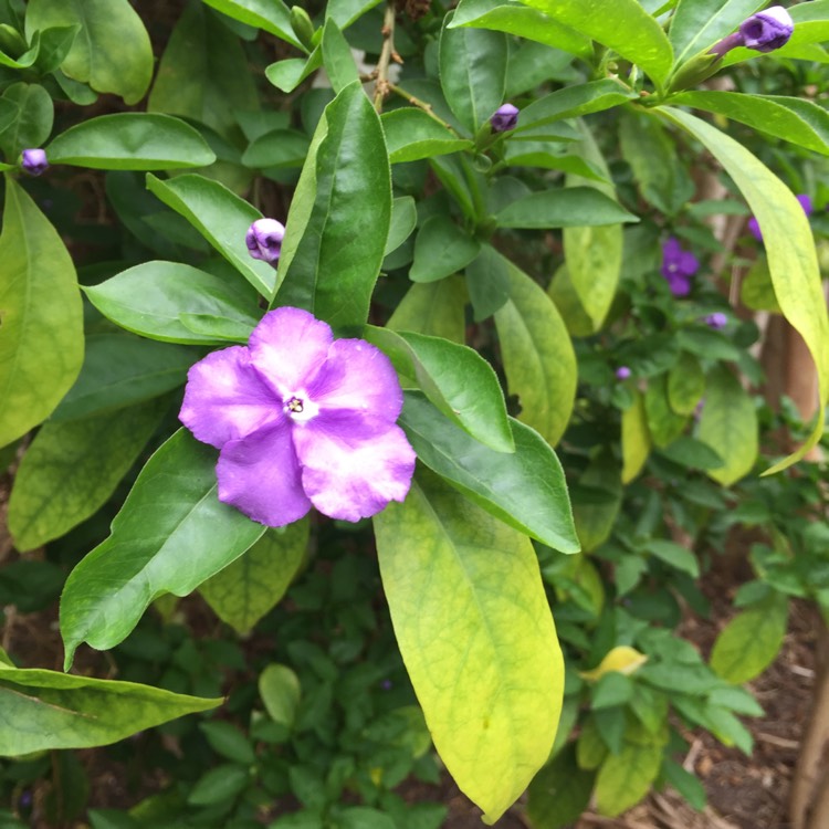 plant image 856976 plant image 856976
