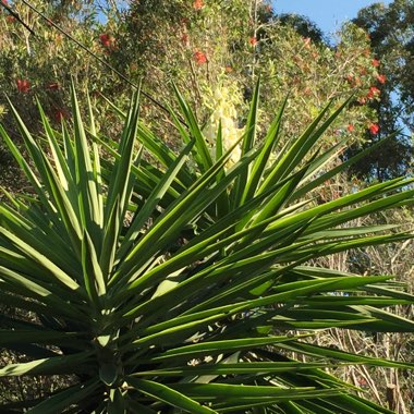 Yucca filamentosa 'Bright Edge'