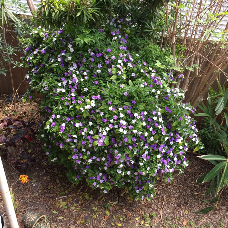 Plant image Brunfelsia grandiflora