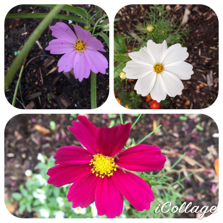 plant image 869922