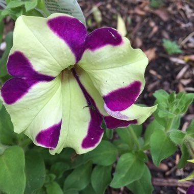 Petunia 'Wespecrafripu' (Crazytunia Series) syn. Petunia 'Frisky Purple'