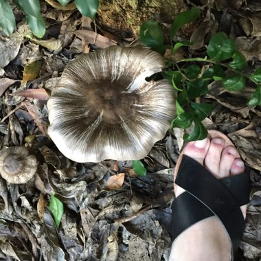 Agaricus Xanthodermus