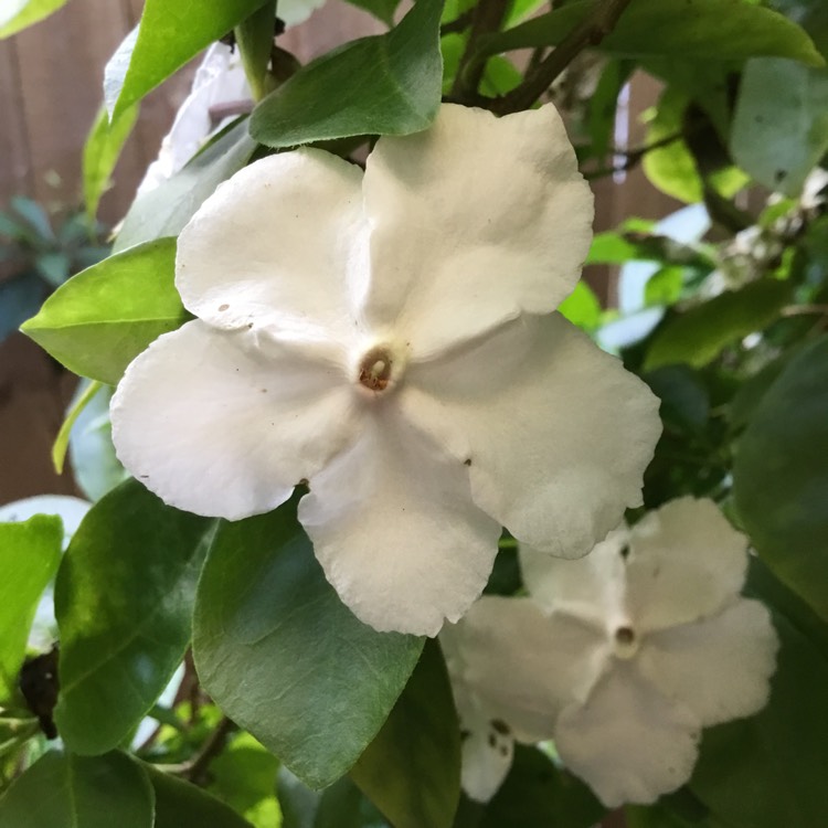 plant image 876056 plant image 876056