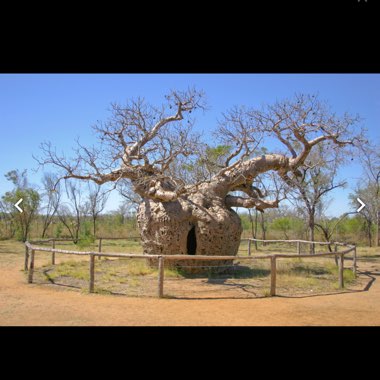 Adansonia gregorii